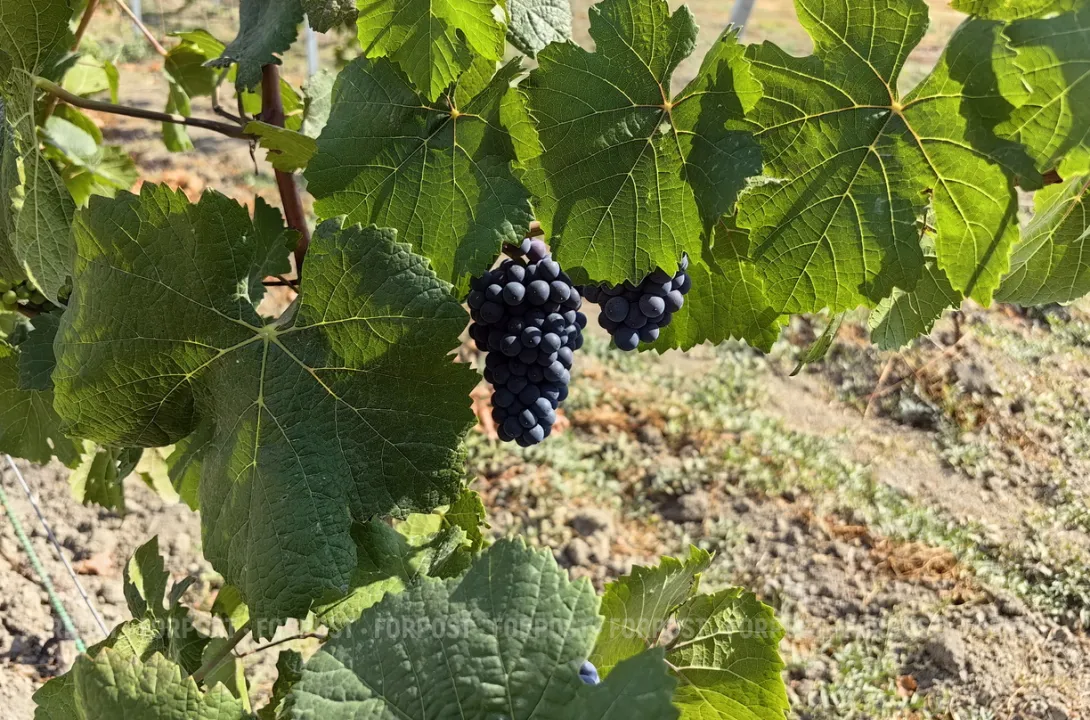 Севастополь внесут на «карту» виноградников России