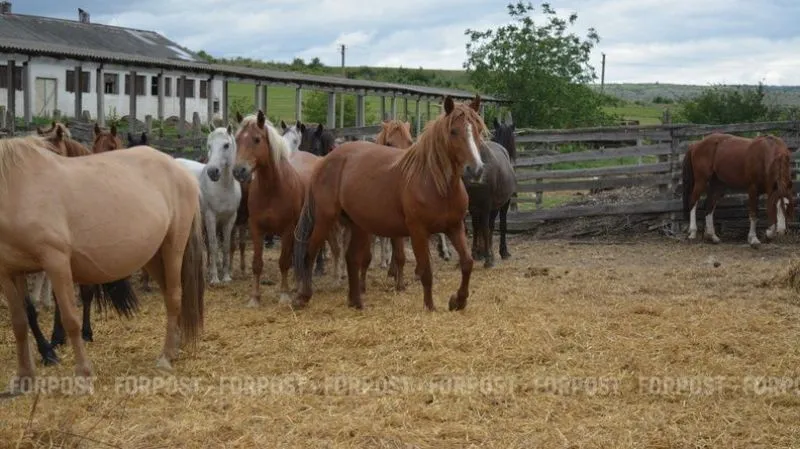 Агрофирма «Зеленогорск» находится недалеко от парка львов. 
