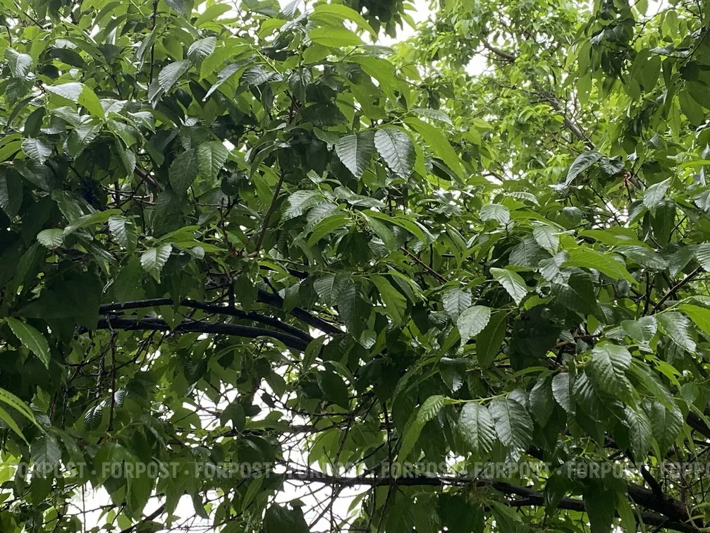 От нашествия моли Севастополь спасёт время