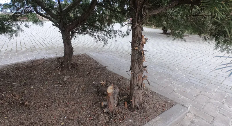 Как лысеют парки Севастополя