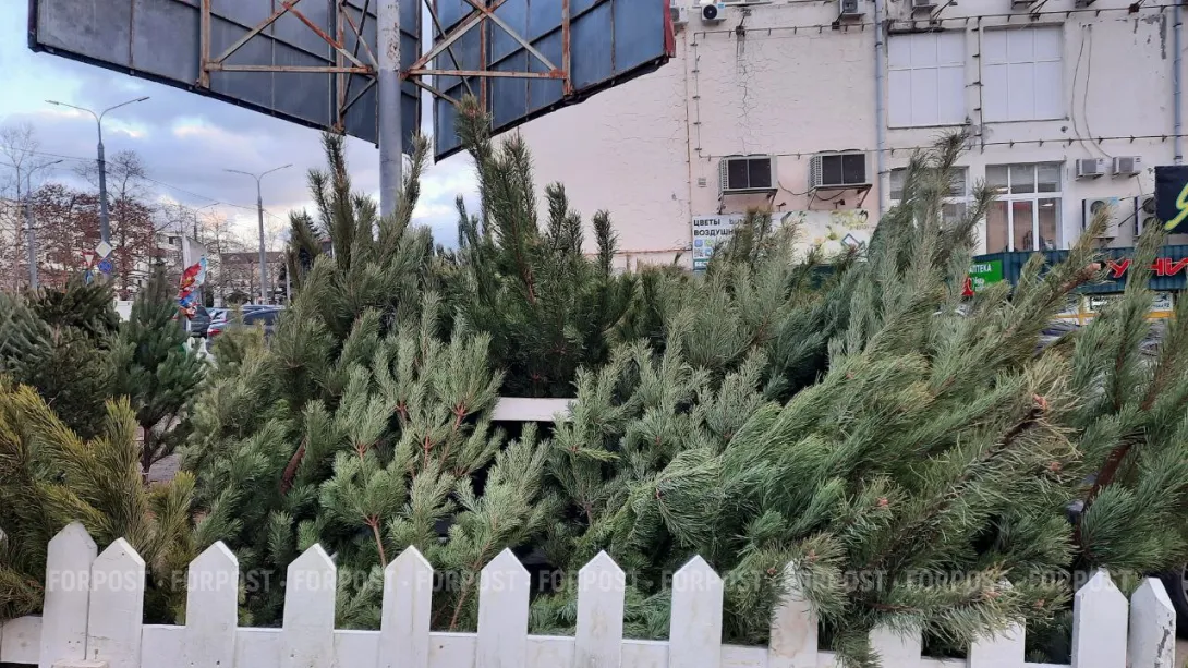 В Севастополе продажу новогодних ёлок готовят летом