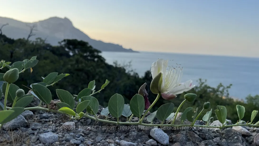 Севсети #754 Письмо Путину, зубастый водитель и туалеты в подарок
