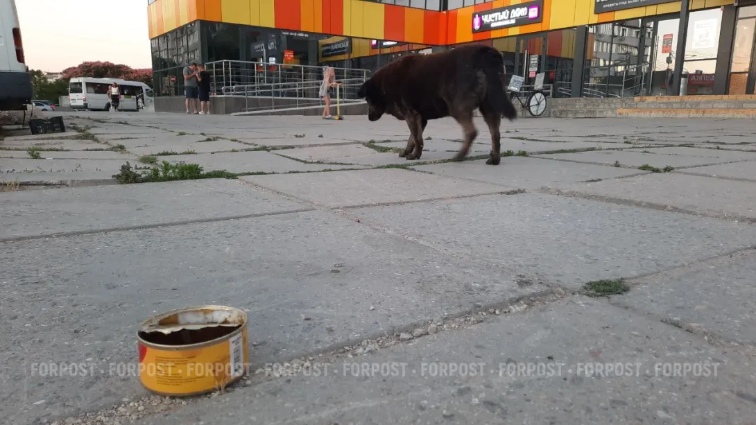 Бездомным животным Севастополя - ни рубля, ни закона? 