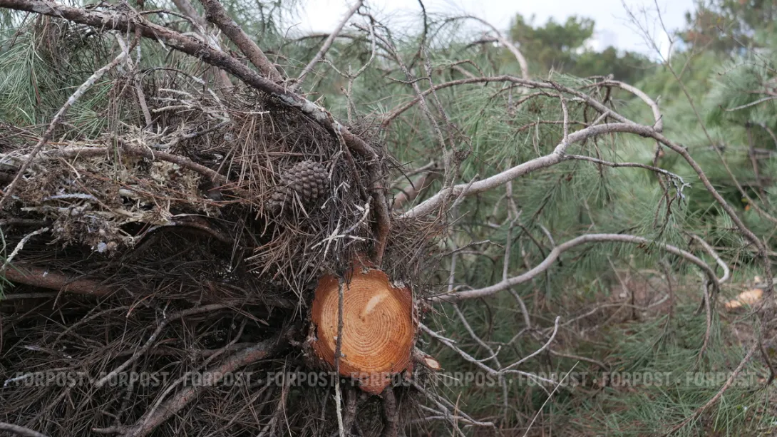 В Севастополе переданный военным лес готовят к застройке