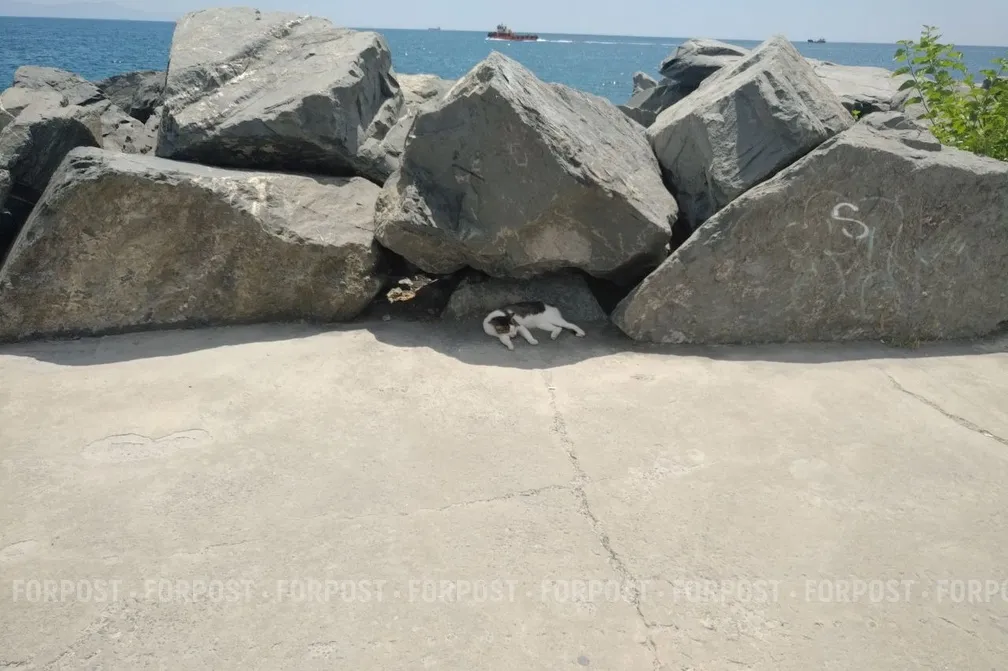 Севастопольские вода и воздух станут одинаковыми