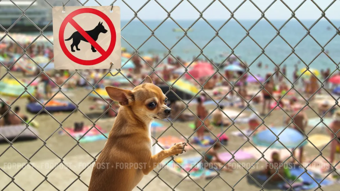 Севсети #760: Собаки на пляже, борьба с жарой и неправильный Севастополь