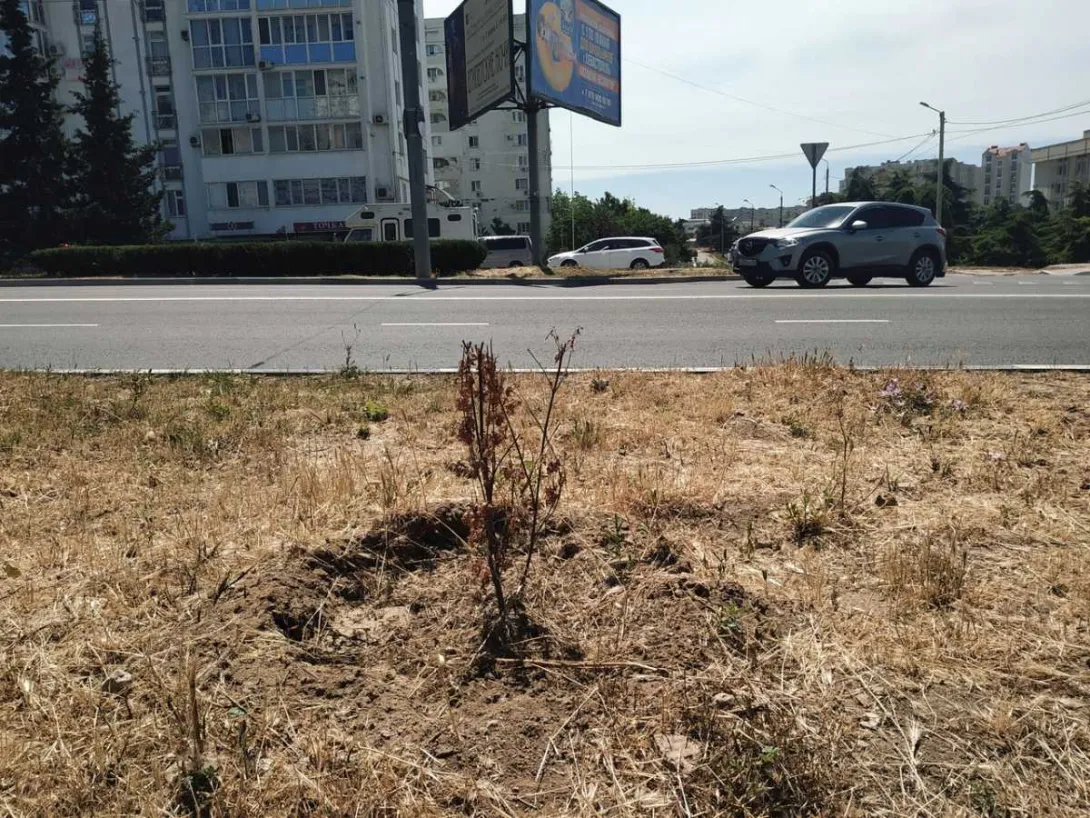 Как чиновники очерняют свою репутацию, озеленяя Севастополь