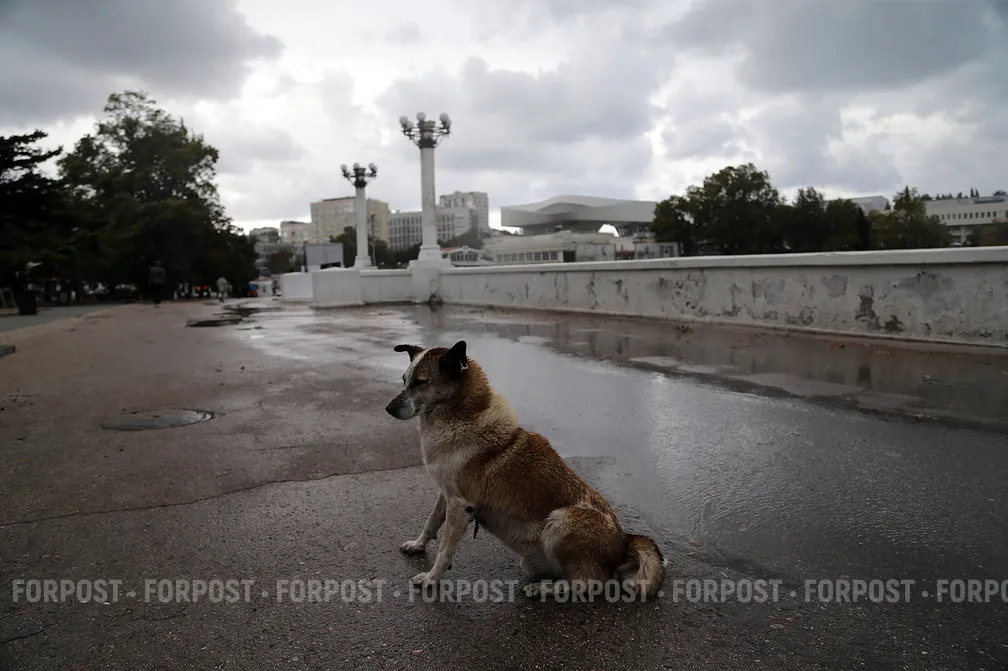 Борьба губернатора Севастополя с бездомными животными вышла на новый виток