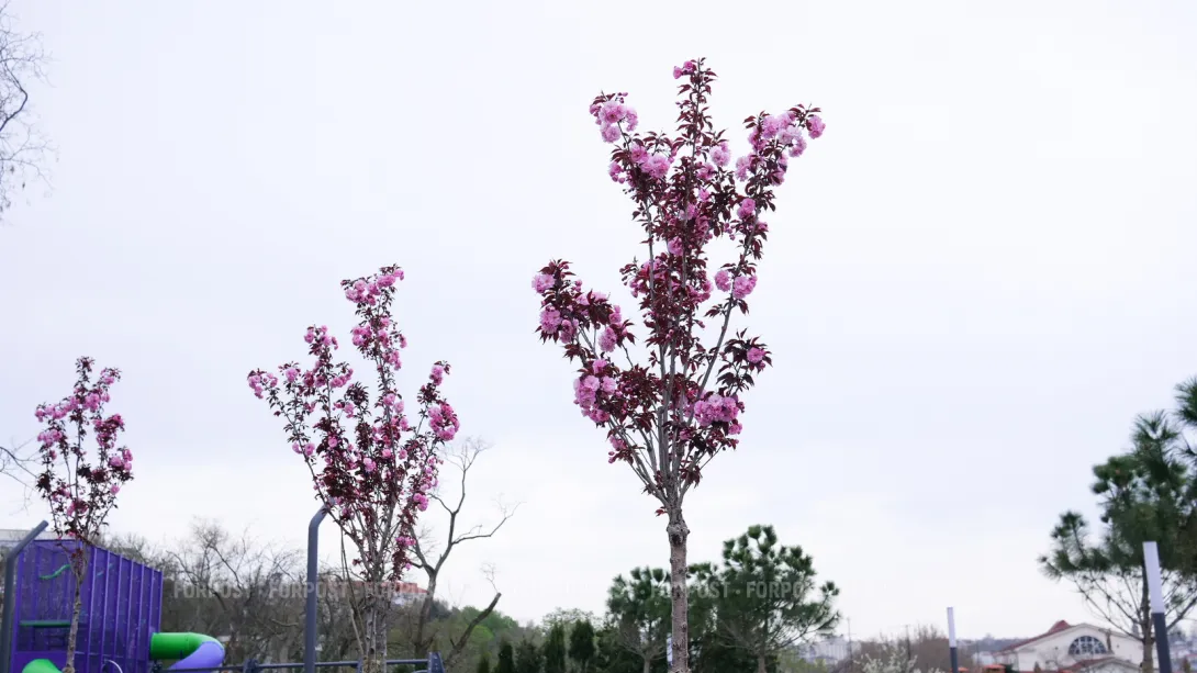 В Севастополе нашлись исчезнувшие с Большой Морской сакуры 