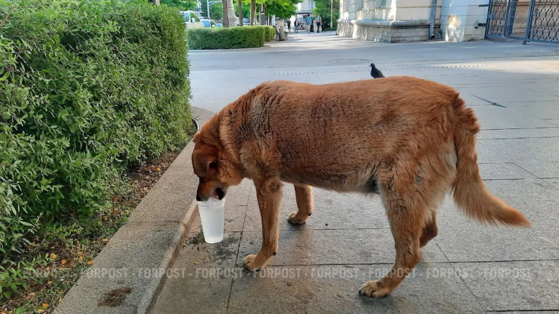 Бездомные животные Севастополя по-прежнему вне закона