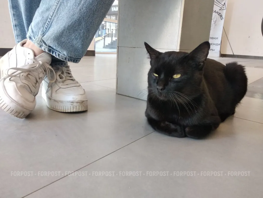 Выбросить кошку или собаку? Не проблема!