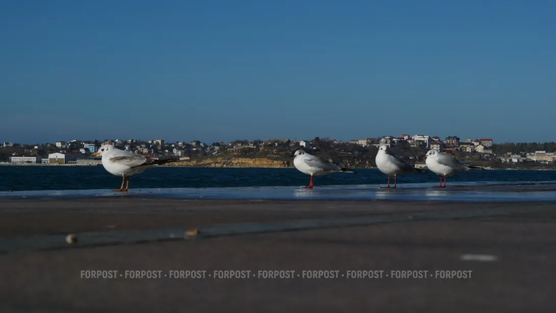 СевСети # 913. Наглая чайка и «дорогие гости» Крыма