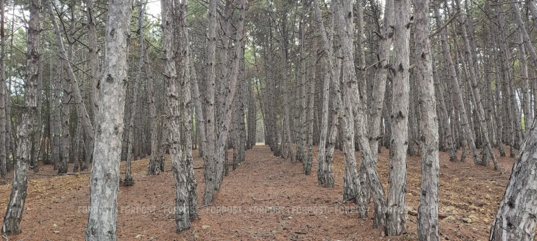 В Севастополе «сдали» тысячи гектаров леса без конкурса
