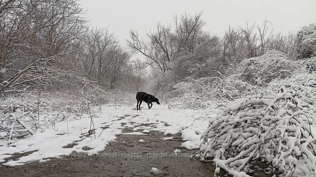 Любителей снега в Севастополе ждёт сюрприз