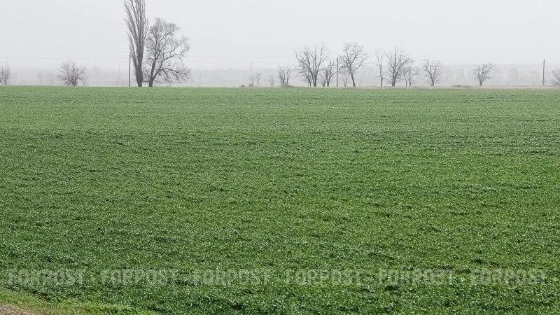 Озимые не могут «заснуть»: почему тёплая зима остужает оптимизм крымских аграриев