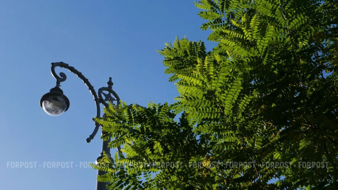 Жизнь «паразитам»: для Севастополя всякое дерево на вес золота