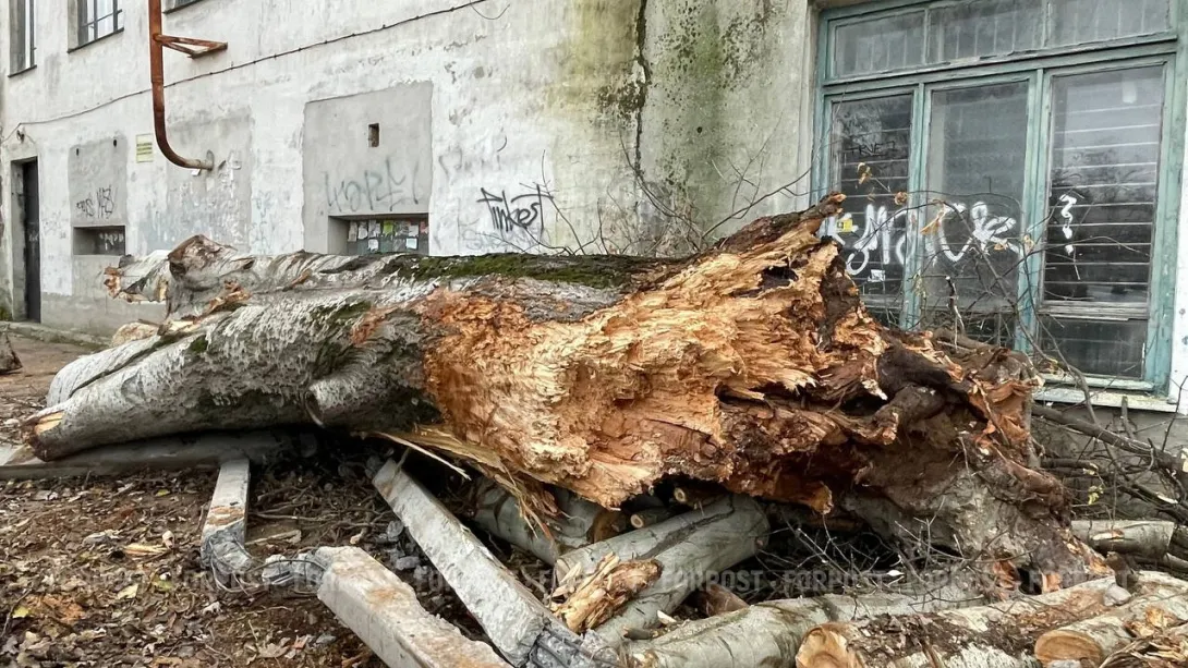 Рухнувший в Севастополе гигантский тополь поднял на дыбы автомобиль