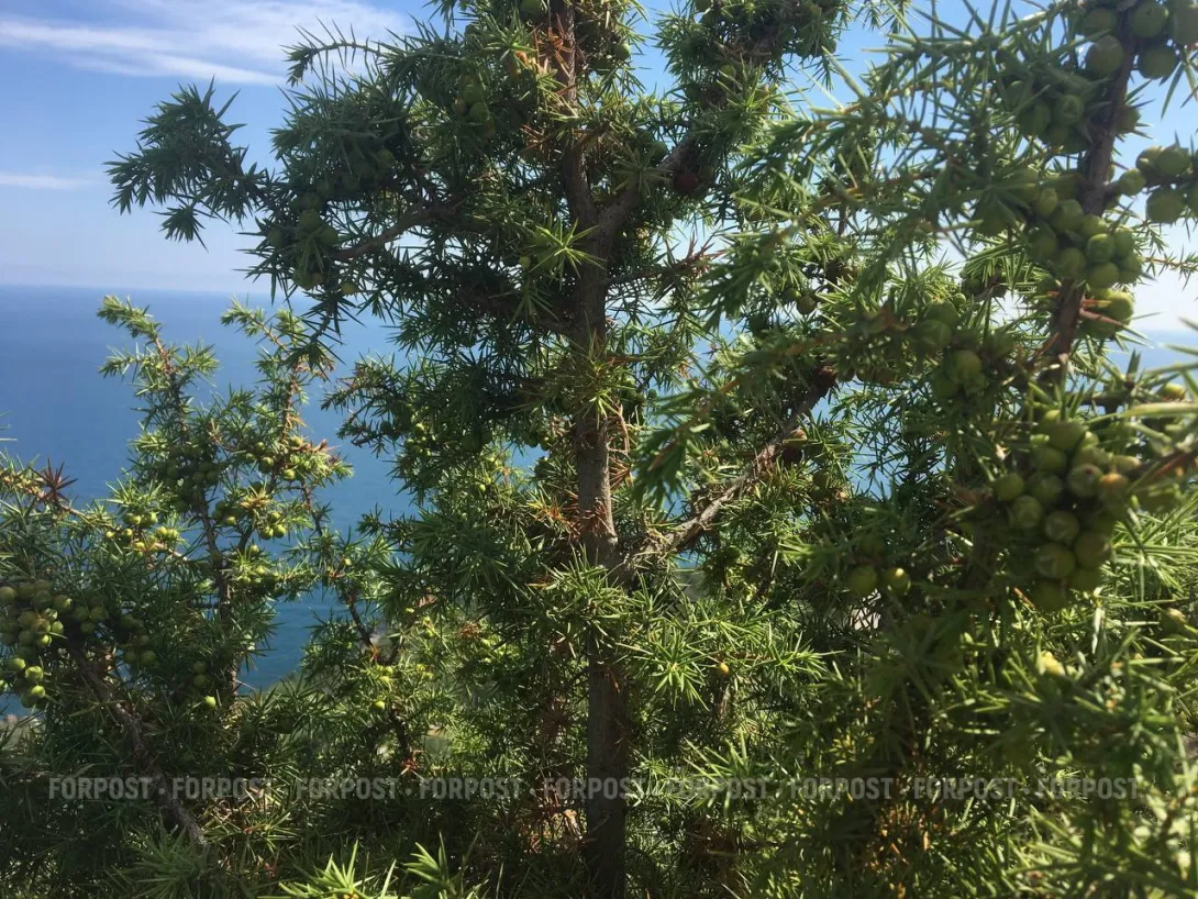 Севастопольцев призывают к бойкоту сувениров из можжевельника