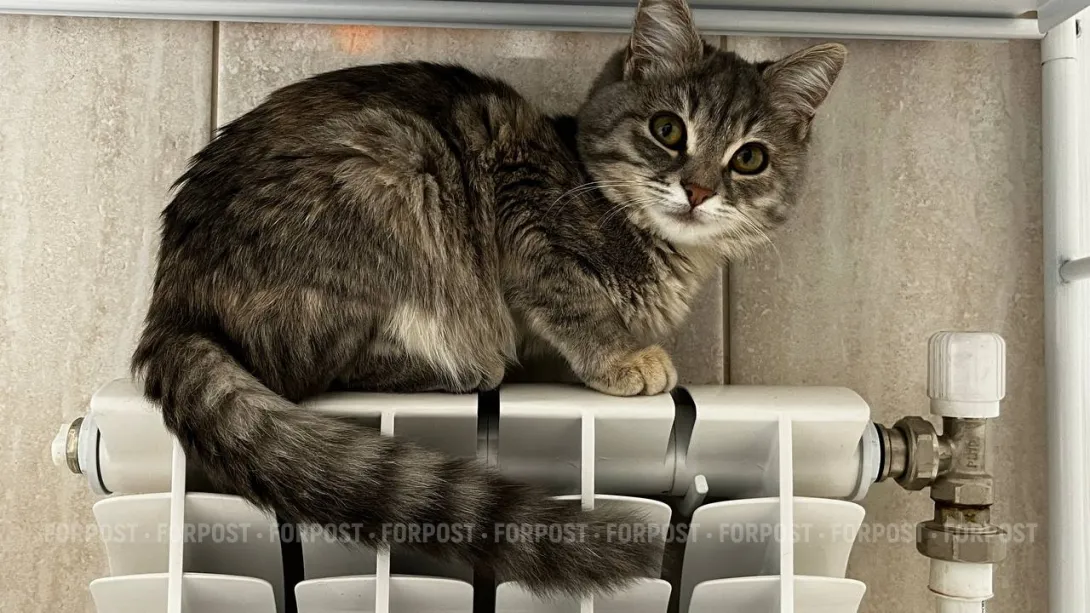 С севастопольцев снова «трясут» несуществующие долги за несуществующее тепло