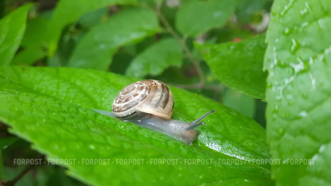 Какую погоду предскажут улитки Севастополю
