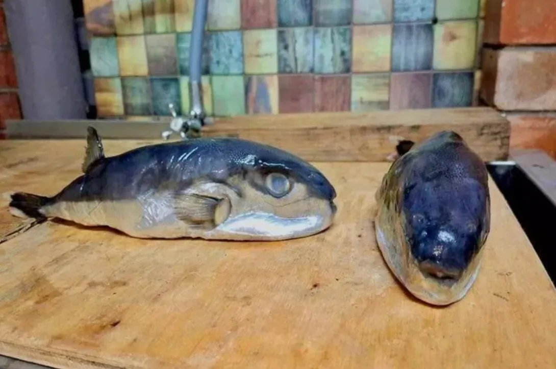 Россиянин купил под видом обычной скумбрии смертельно ядовитую рыбу