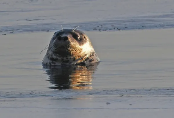 Сотни мёртвых тюленей нашли на побережье Каспийского моря: что случилось?