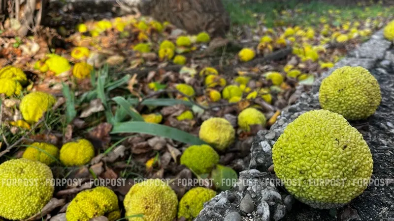 Крымчан удивили «теннисные мячики» на голых ветвях деревьев