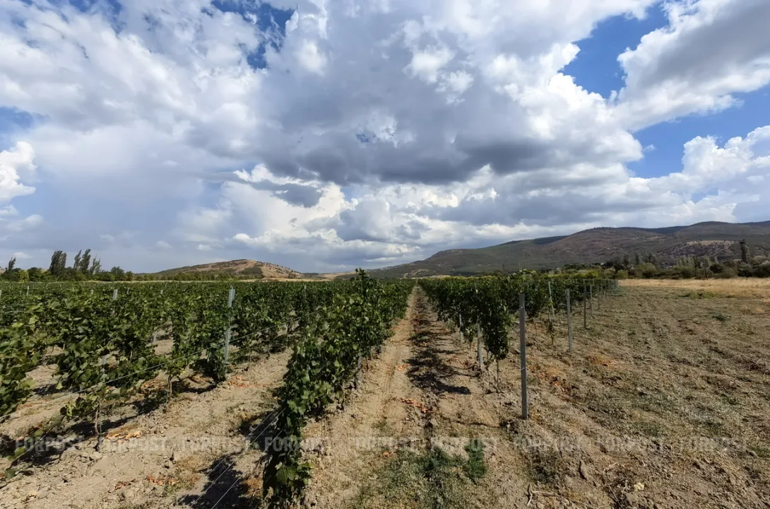 Севастополь становится лидером в России по органическому виноградарству и виноделию