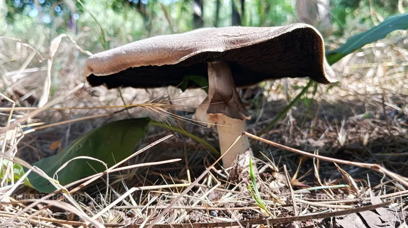 Жители Крыма стали реже травиться собранными в лесу грибами