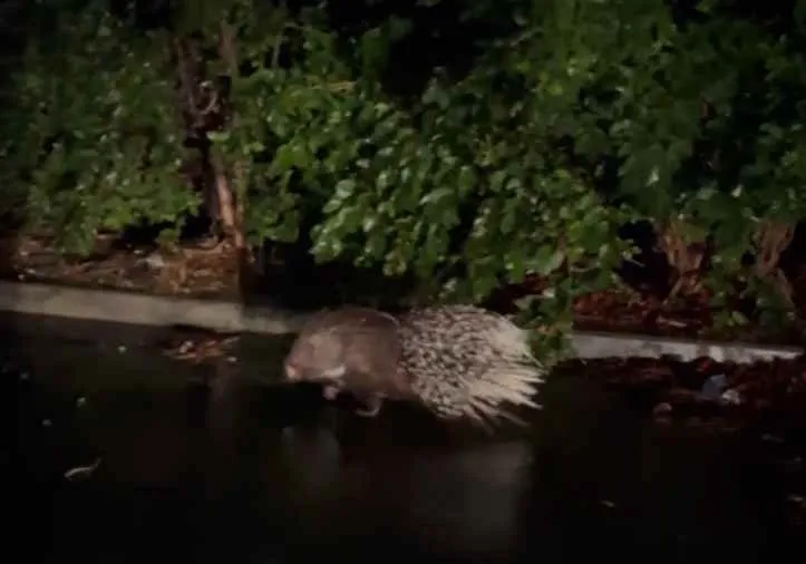 Под Севастополем заметили дикобраза