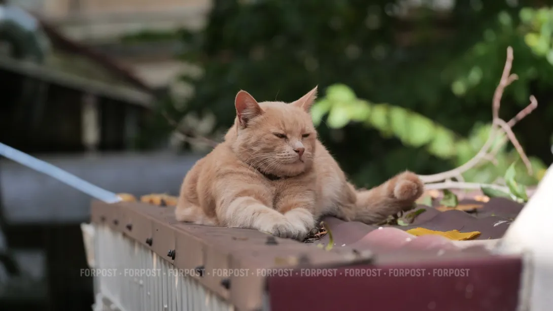 Севсети#921: Морозные выходные, страсти по Оскару и обледеневший Солнечный