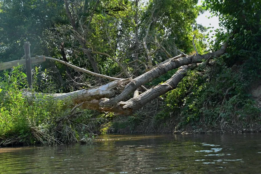 В Севастополе в реку Бельбек выпустят черноморского лосося