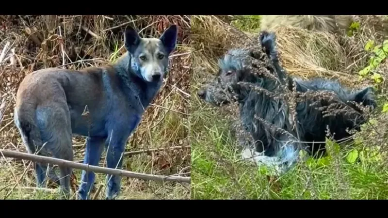 Раскрыть тайну синих собак в Чернобыле помог эксперт по туалетам