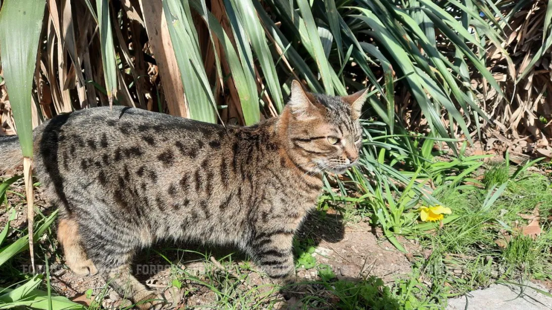 Для животных Севастополя закончился переходный период