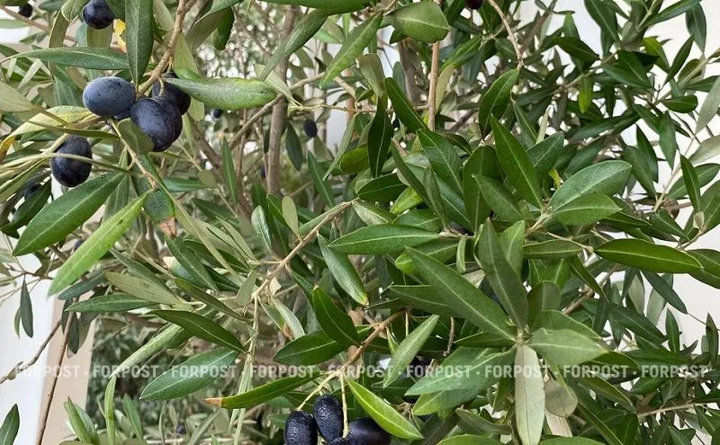 Почему оливки — самый коварный деликатес зимнего Крыма
