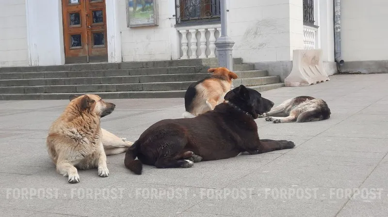 Почему жестокое обращение с животными в Крыму редко доходит до суда