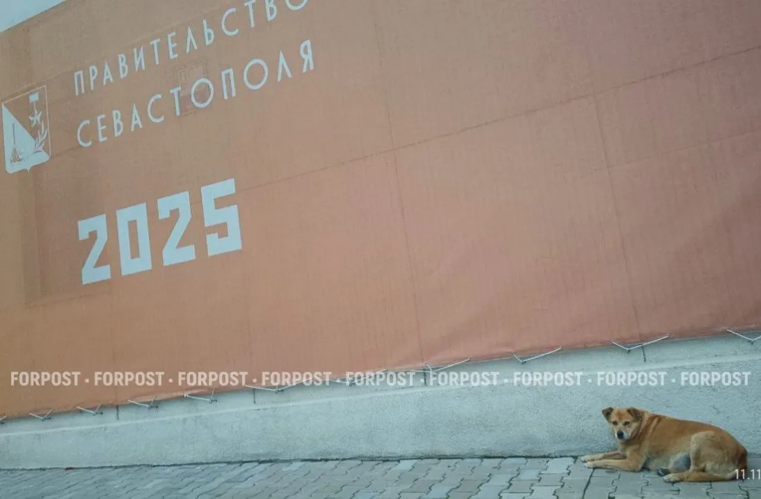 Почему приют не появился: волонтеры прямо говорят о саботаже работы с бездомными животными в Севастополе