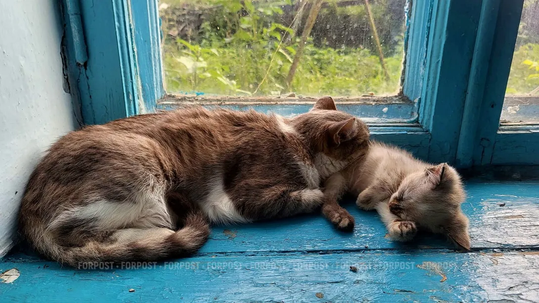 Почему в Севастополе так много кошек?