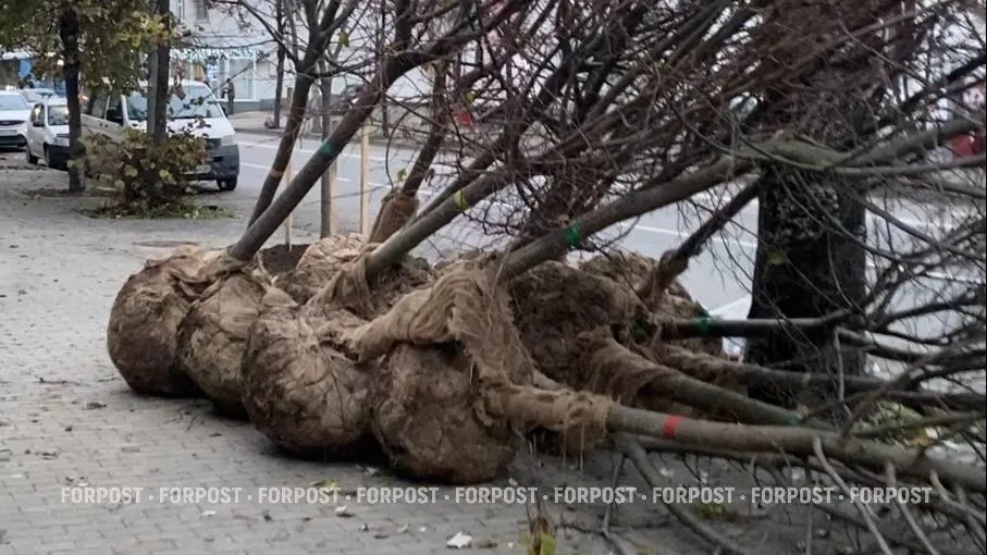 Севприроднадзор впервые сам высаживает деревья на улицах Севастополя