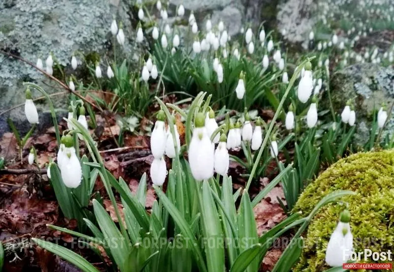 СевСети #927: Постнаркотический улов и первые подснежники