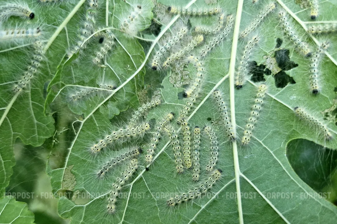 Не бабочкой единой: что губит деревья Севастополя