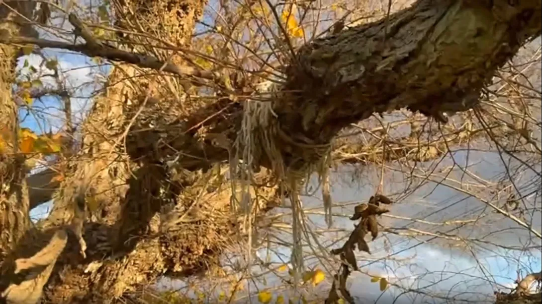 В Севастополе ратуют за новый туристический маршрут - «древесный»