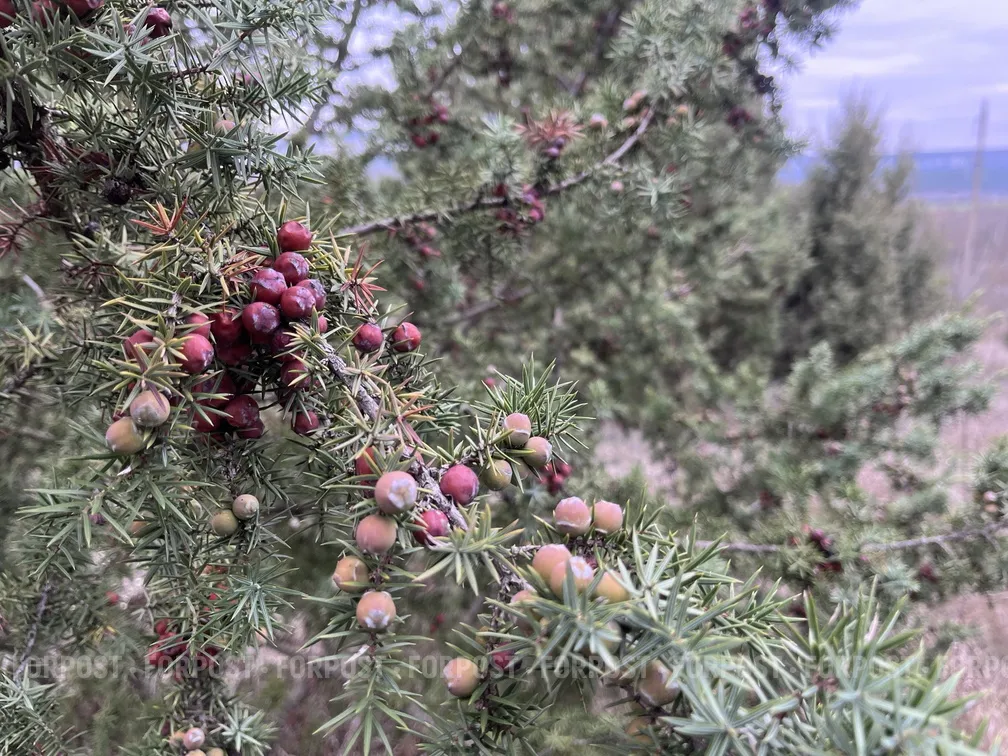 Землевладельцы выдавливают можжевельник из Севастополя