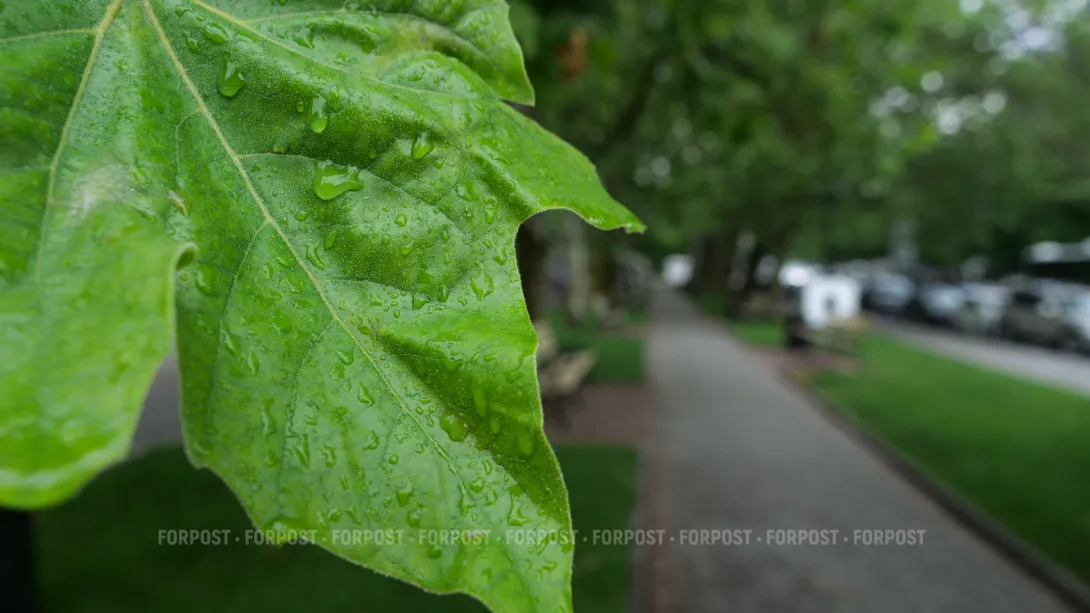 СевСети #928: Севастопольская хурма и кому важно наше мнение
