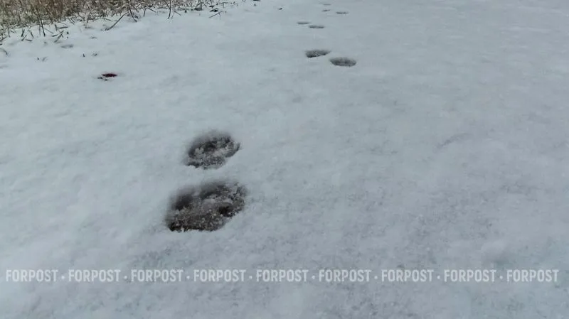 Перед Новым годом Крым ждут похолодание и осадки