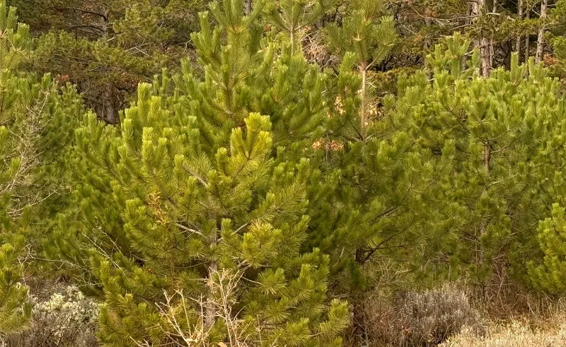 Крымчанам напомнили, чем чревата «охота» на ёлку в лесу