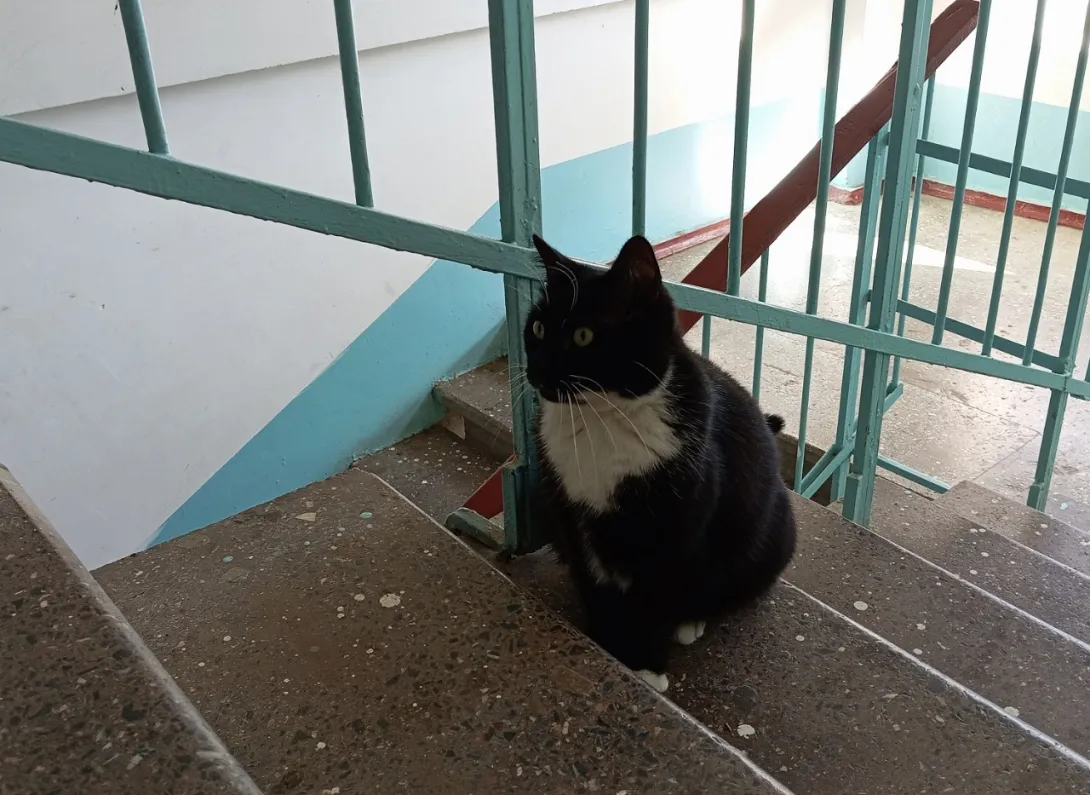 В России хотят упростить порядок наказания за жестокость к животным