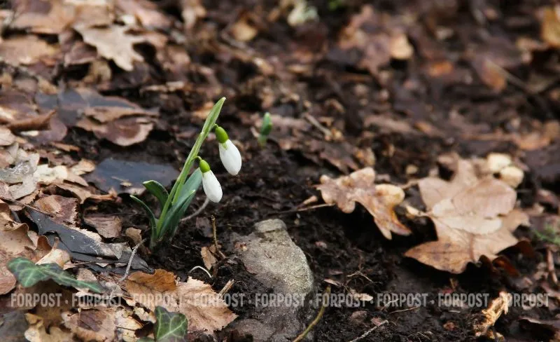 Природа на юге России скопировала сказку «12 месяцев»