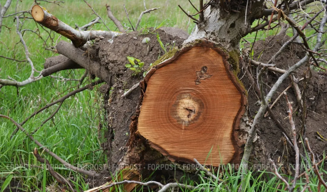 В Севастополе землевладелец замёл следы убийства деревьев