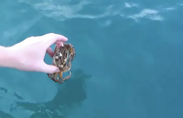 В Севастополе прокуратура требует запретить рекламу вылова и продажи крабов